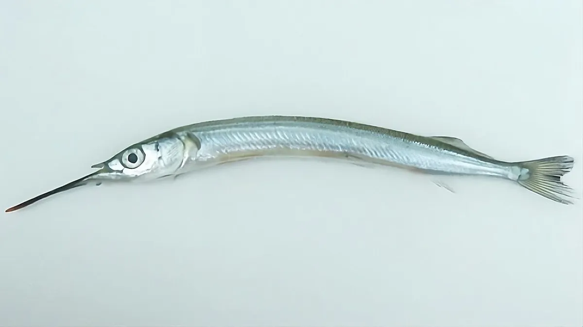 학꽁치 사진